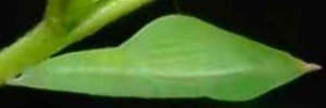 Pupae